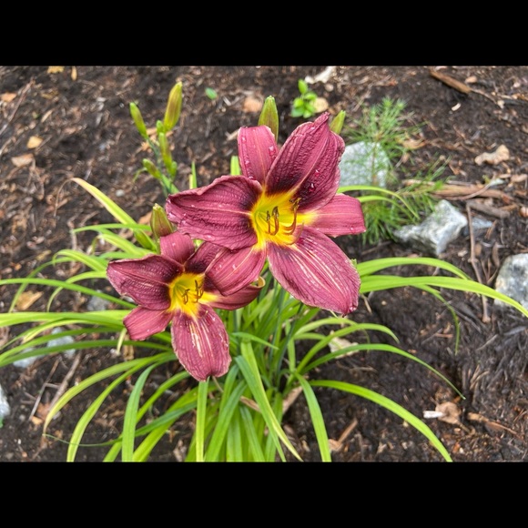 J.O.A. Los Angeles Tops - Donated 2021 cut zipper back top small